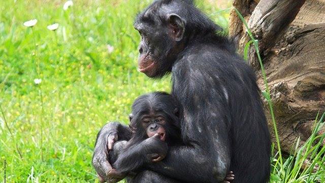 Autres animaux sauvages et domestiques ( un peu de tout) 773caae1