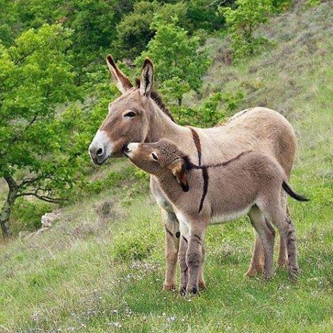 Tous les animaux(sauvages et domestiques) photos et textes.... 83110731