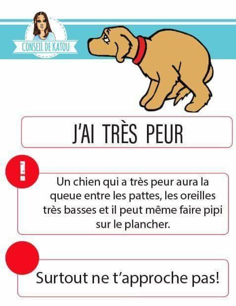 LES ANIMAUX DISPARUS  +  autres articles quand je trouve??? C1e5bff3