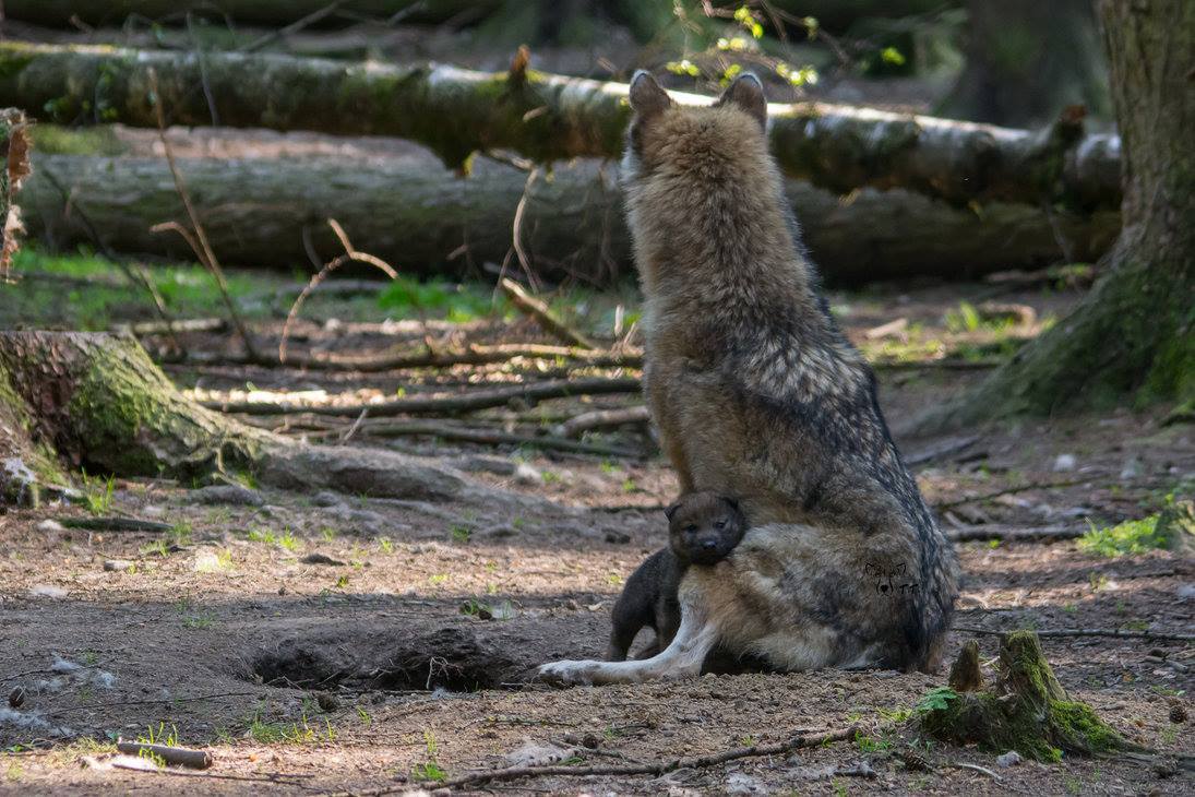 Tous les animaux!!!(un peu de tout  avec textes) F34b84a3