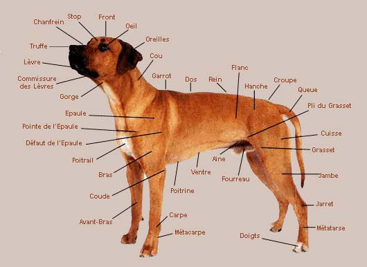 animaux morphologie chien ect. + autres... Q3xneoej