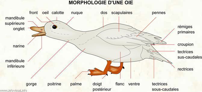 animaux morphologie chien ect. + autres... Tbyilknd