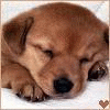 صور رمزيات للصور الشخصية Dog38