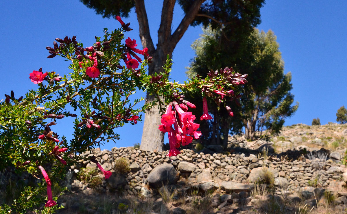 Un petit tour chez l'Inca - Page 4 3