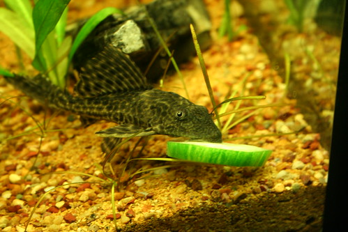 Ficha Hypostomus plecostomus (limpa vidros) 300326793_013cc607b2