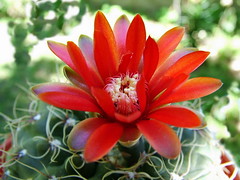 Gymnocalycium 307620723_af99936835_m