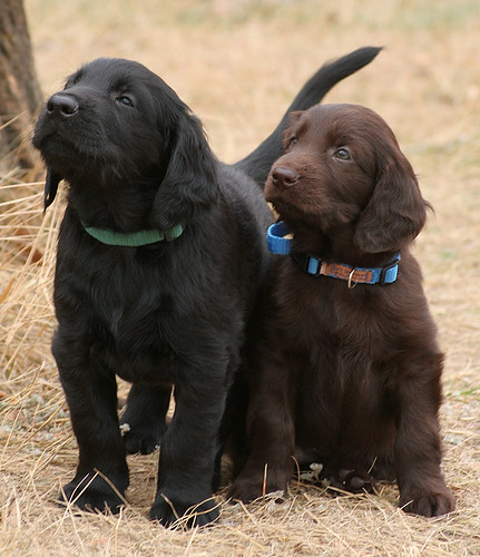 Gladkodlaki prinašalec [Flat coated retriever] - Page 2 290853326_7689393ac4