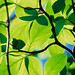 Windows Vista Wallpapers 304892166_316be16e12_s