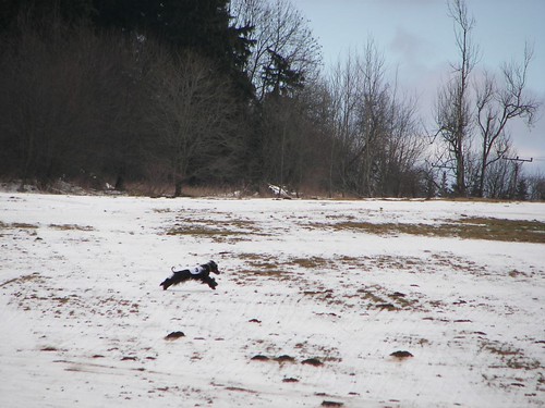 LURE COURSING(dobra strana utrka) 397540941_d3cb0c0828