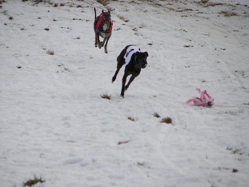 LURE COURSING(dobra strana utrka) 397538896_17ab012c92