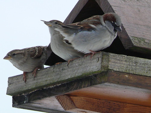 des oiseaux.... 369973502_71d8800cac