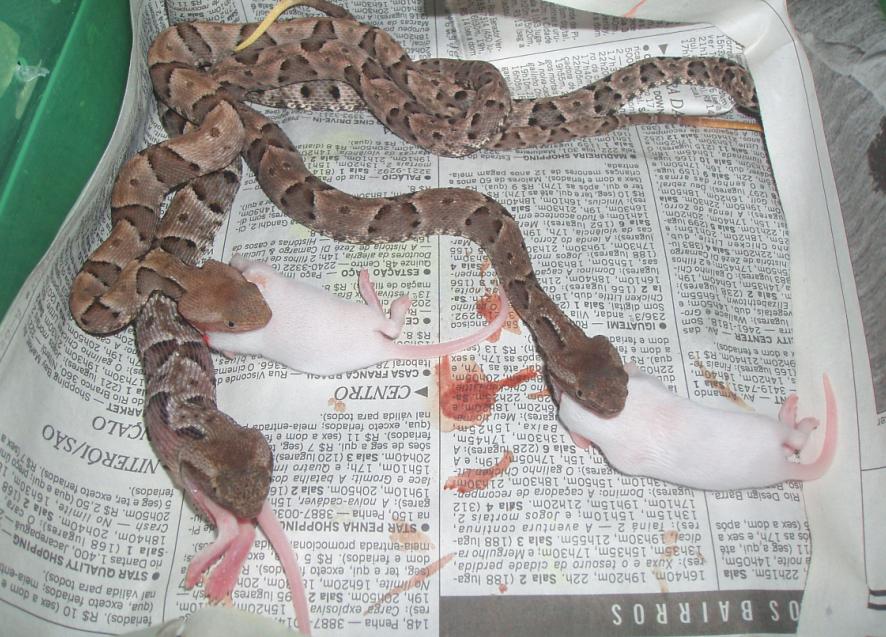 Bothrops from Brazil 437059688_4528d3bf39_o