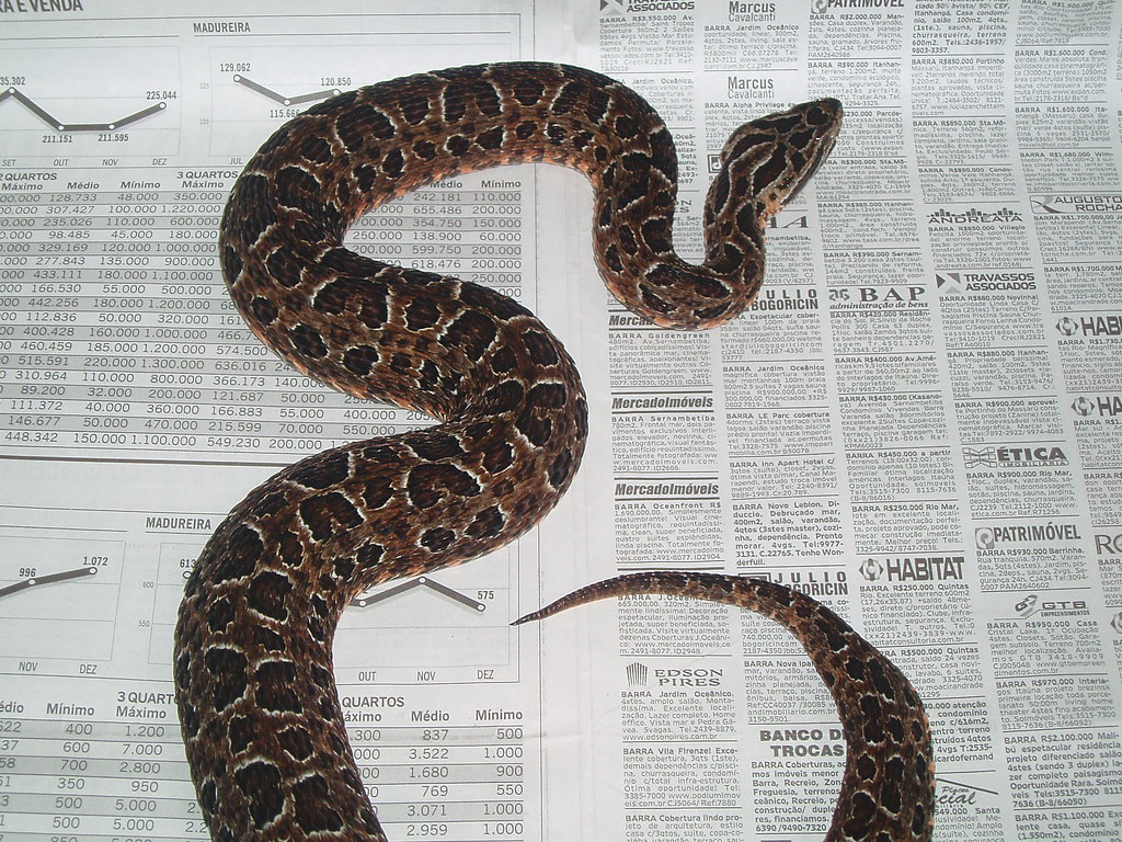 Bothrops from Brazil 437601529_53643caa64_b