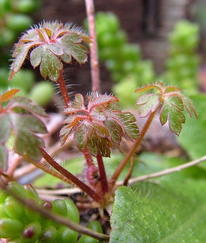 Geranium robertianum [devinette] 442621714_81d6166efc