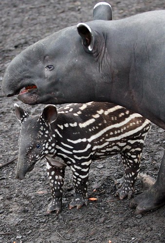 Hello out there!TAPIRS! 443717808_1edf9dac47