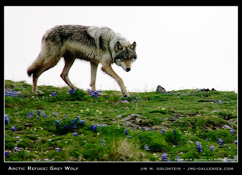 Wolf breeds 461187472_faa74f4297