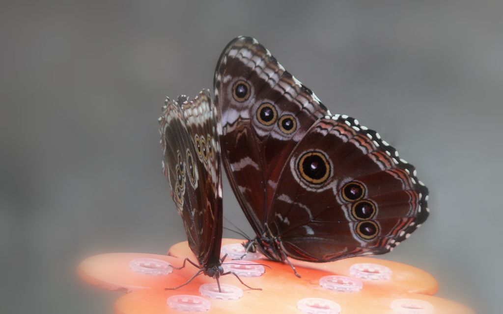 Papillons NATUROSPACE Honfleur 3263693481_a68180e976_o