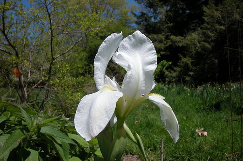 Iris x germanica - groupe germanica 442406800_2543a4e363