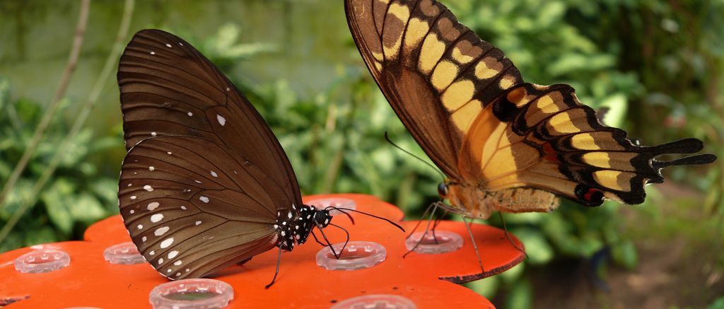 Papillons NATUROSPACE Honfleur 3263692705_f8e4514d63_o