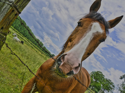 Portrait de cheval 499673884_ef0ca48158