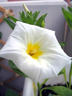   ( convolvulus tricolor ) 26342010_32addf5f4f