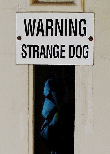 strange dogs 498721790_1722a9d14a