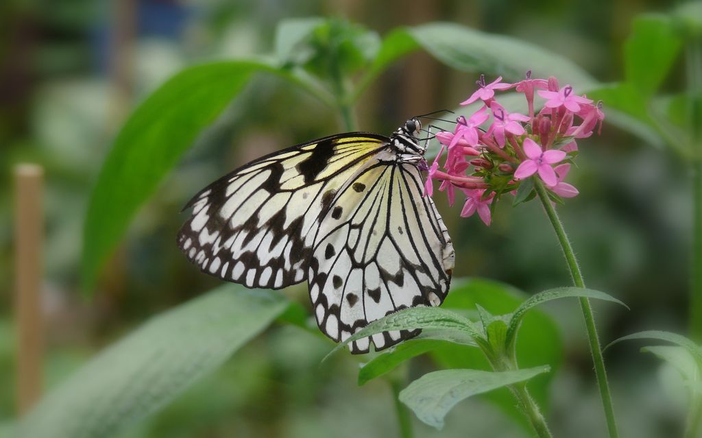 Papillons NATUROSPACE Honfleur 3263692583_52fff323fc_o