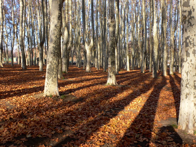 EL OTOÑO SE ACERCA CON MUY POCO RUIDO...* - Página 15 104710900_671b2e808b_o