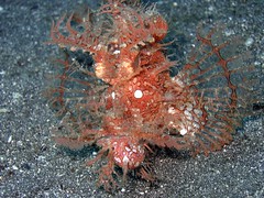 سمكة العقرب ( Scorpion fish ) 120445657_b5a5a2c5b0_m