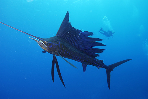 Ikan Tercepat Di Muka Bumi 163122743_ee25b78243