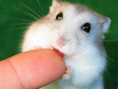 COMO CUIDAR UN HAMSTER 121153744_1a08613c1e_o