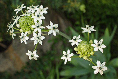 Ornithogalum umbellatum