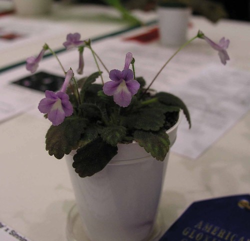 نبات الجلوكسينيا الاسم العلمي : Sinningia SP الفصيلة : Gesneriaceae  187393780_e23b3daa8d