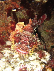 سمكة العقرب ( Scorpion fish ) 166071275_c9dc54a3b9_m