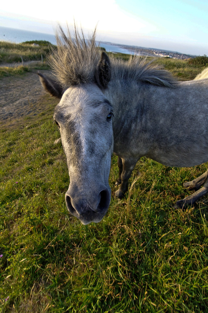 Mon petit poney... 5187290576_5d25d73a8e_b