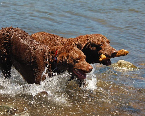 Chesapeake bay retriever 690172963_a7891db849