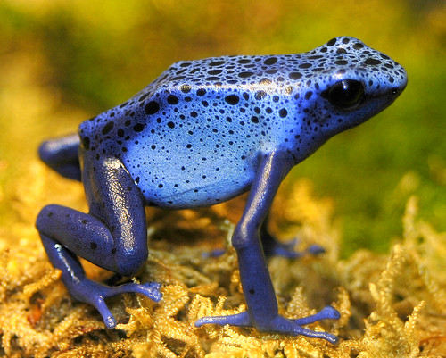 வித விதமான நஜ்சுத் தவளைகள்.(Poison Dart Frog) 1071599095_84fefd4d97