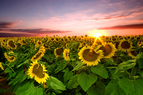 mis flores de temporada 1425772878_443729c1c1