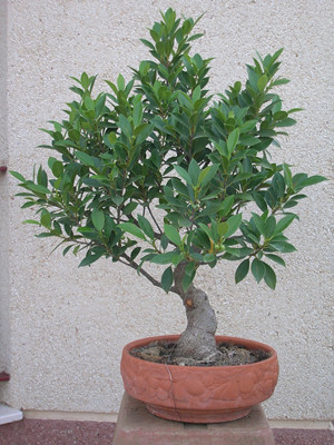 Evolución Ficus Retusa - Jerez Fra. 4732825378_6cbc805ec2