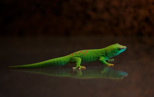 Gecko diurno de madagascar 862796717_a80a8e73fd