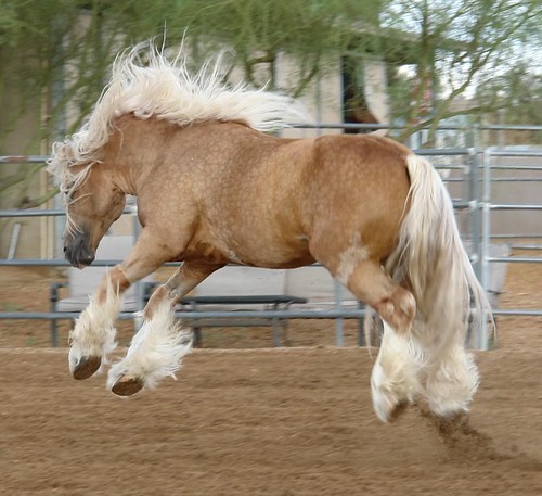 •• création de chevaux 1470538928_e1eb8333f8