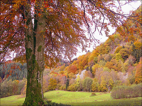 l'automne express 5120869456_01cf7cf14f