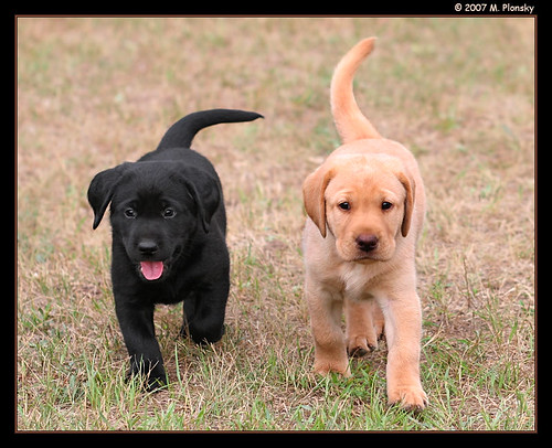 Labradorec (Labrador retriever) 1153241974_535bdb8599