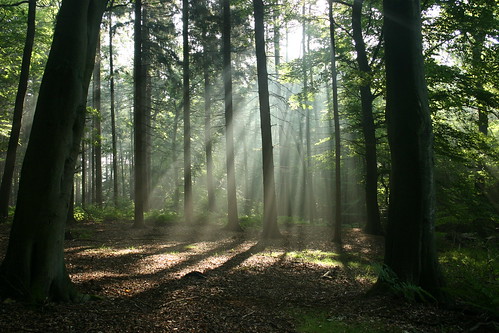 Eine Lichtung im Wald 1292470165_dff04a435e