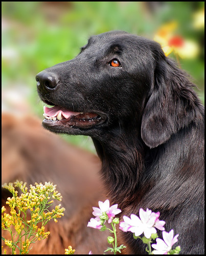 Gladkodlaki prinašalec [Flat coated retriever] - Page 2 840101934_2851128166