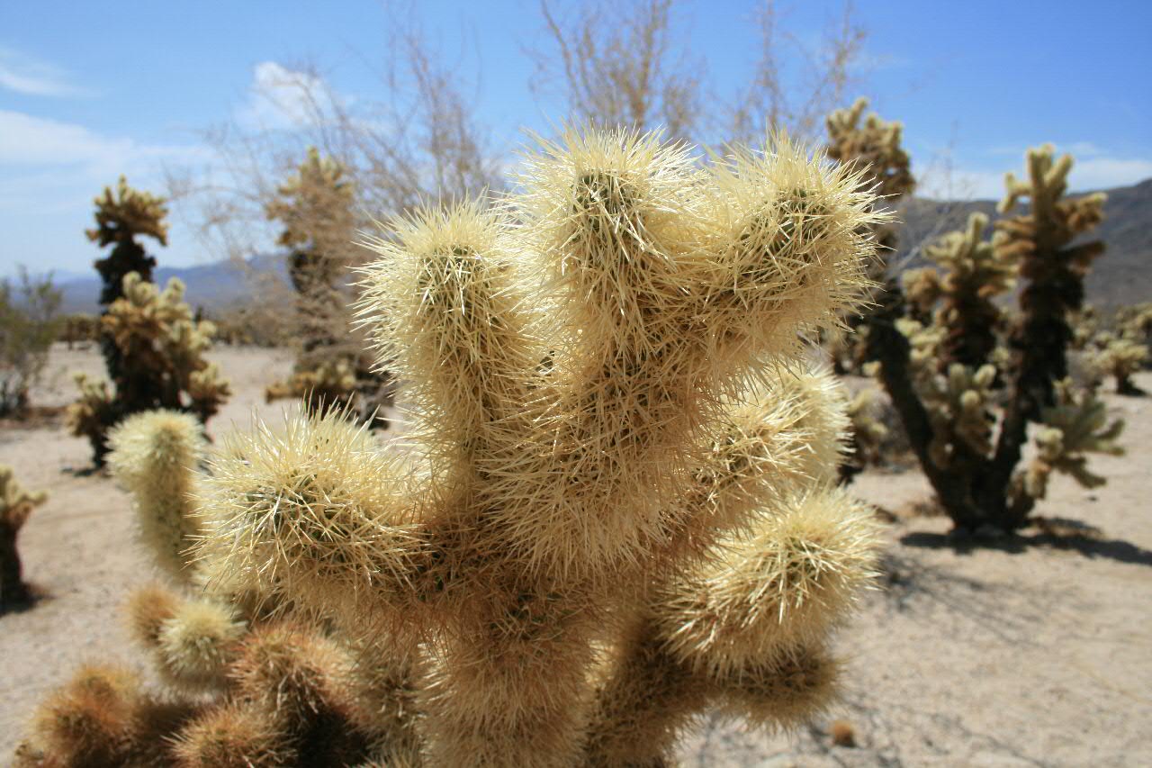 Desiertos increibles 654607483_edeb2324ae_o