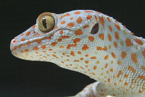 GECKO TOKAY : Gekko gecko 788090570_5d5f54a3a5