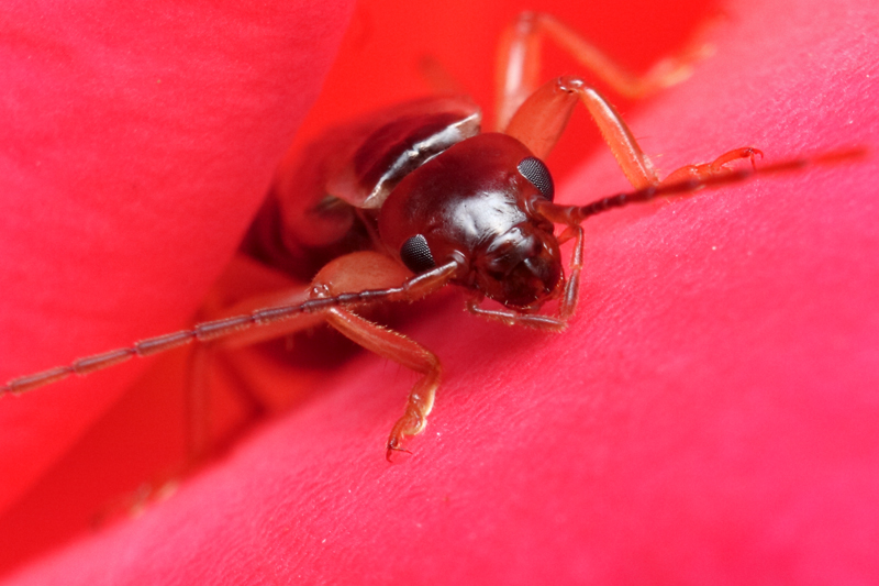 Thème: insectes et araignées - Page 23 1287132271_832c4d8346_o