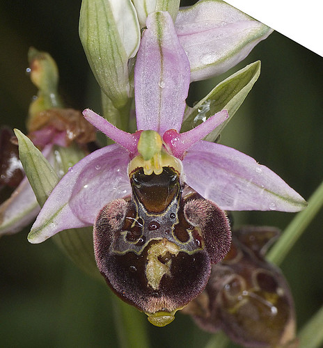 Ophrys scolopax? et errances taxinomiques - Page 2 5188135437_3340f63f41