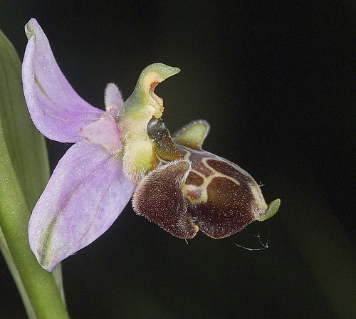 Ophrys scolopax? et errances taxinomiques - Page 2 5188235155_395112f52a
